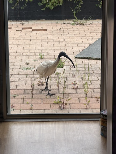 Australian Ibis