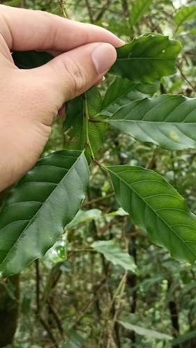 Itea parviflora observed 2026-09-26