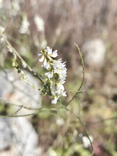 Melilotus albus, photograph 1