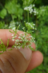 Anthriscus cerefolium