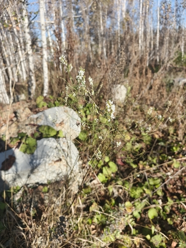 Melilotus albus, photograph 2