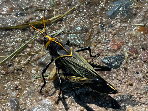 Horse Lubber Grasshopper