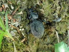 Carabus gigas