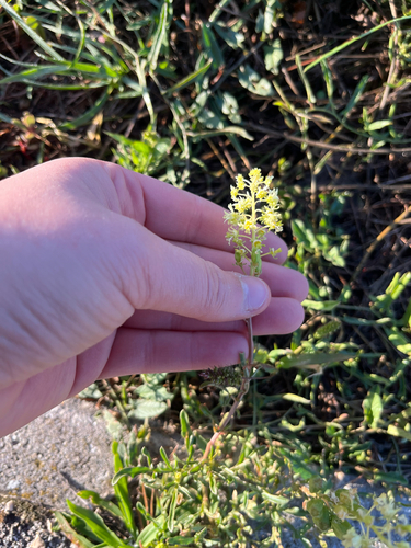 Wild Mignonette