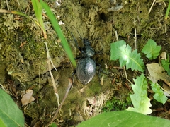 Carabus gigas