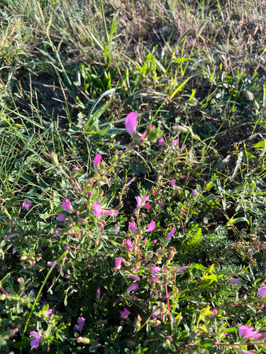 Spiny restharrow