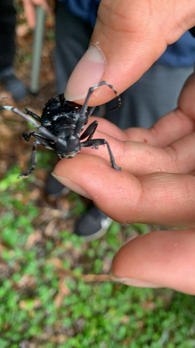 Anoplophora malasiaca, 2026-09-26