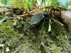 Carabus gigas