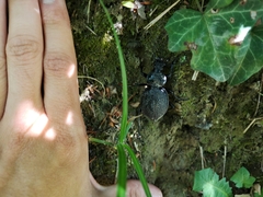 Carabus gigas