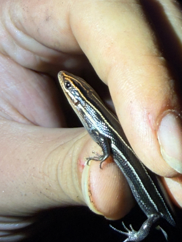 Southeastern Five-lined Skink