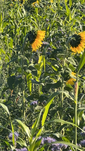 Common Sunflower