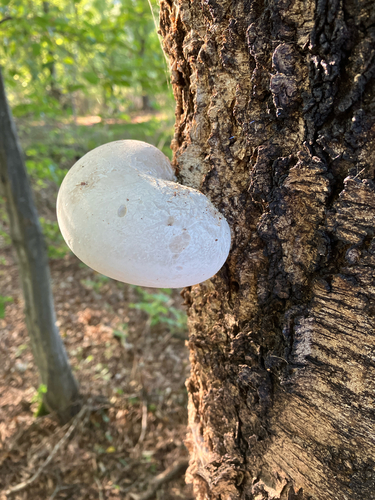 birch polypore