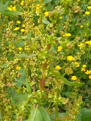 Rumex