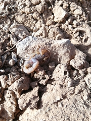 Uroplectes triangulifer
