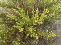 Dittrichia viscosa