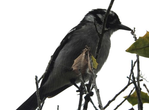 Carterornis leucotis, 2026-09-26