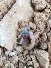 Uroplectes triangulifer