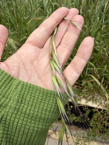 slender wild oat