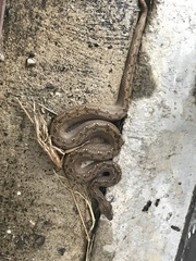 Tropidophis melanurus