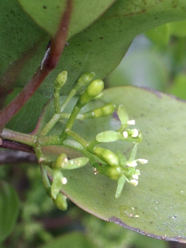 Ileostylus micranthus, photograph 6