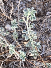 Medicago marina