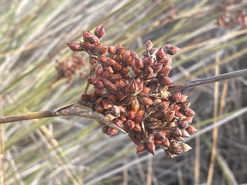 Juncus acutus, photograph 2