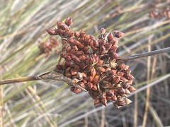 Juncus acutus, photograph (c) Léo Souillard, some rights reserved (CC BY)