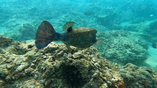 Yellow Boxfish