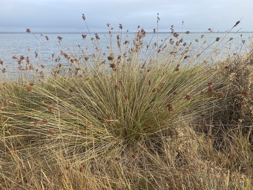 Juncus acutus, photograph 3
