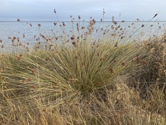 Juncus acutus, photograph (c) Léo Souillard, some rights reserved (CC BY)