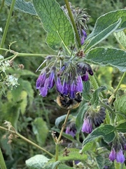 Symphytum officinale