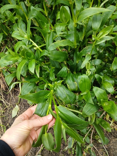 Tradescantia crassula