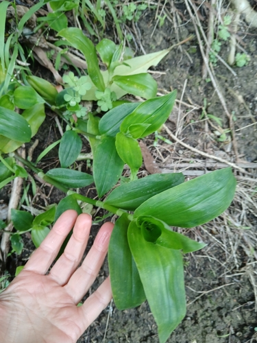 Tradescantia crassula, photograph 2