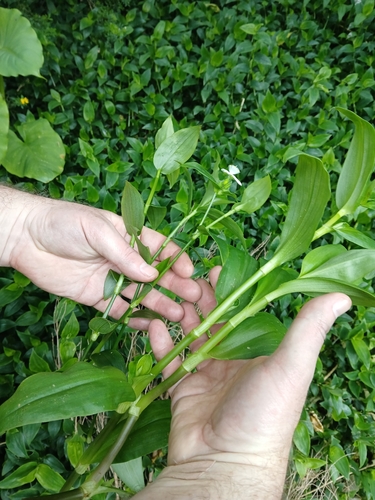 Tradescantia crassula, photograph 3