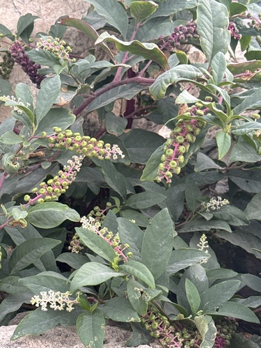 American pokeweed