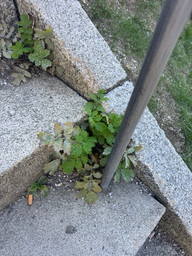 Greater celandine