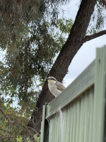 Singing Honeyeater