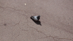Columba livia