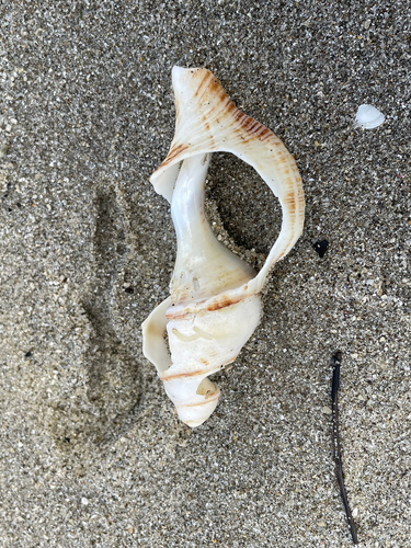 Penion sulcatus, 2026-09-26