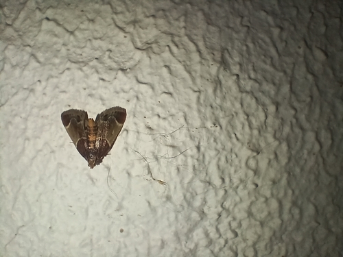 Meal moth