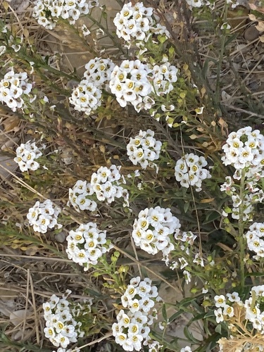Lobularia maritima, photograph 4