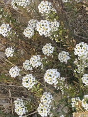 Lobularia maritima, photograph (c) Léo Souillard, some rights reserved (CC BY)