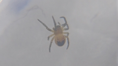 Araneinae