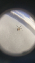 Araneinae