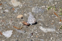 Celastrina lucia