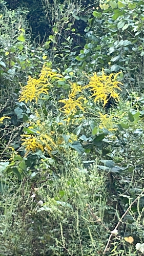 tall goldenrod