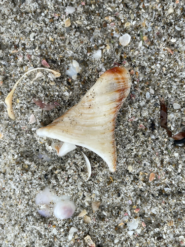 Penion sulcatus, 2026-09-26