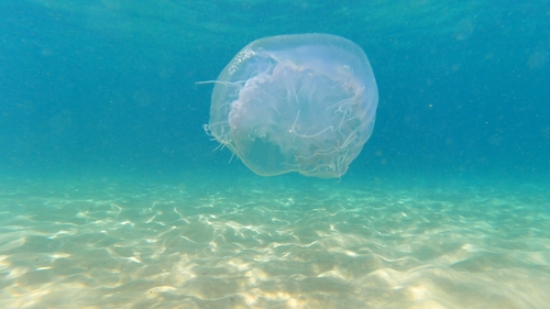Nomad Jelly