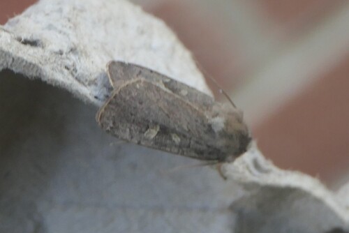 Square-spot Rustic