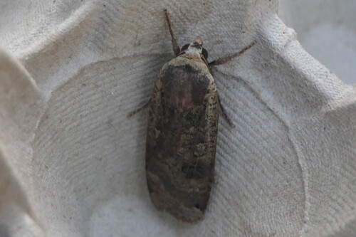 Large Yellow Underwing